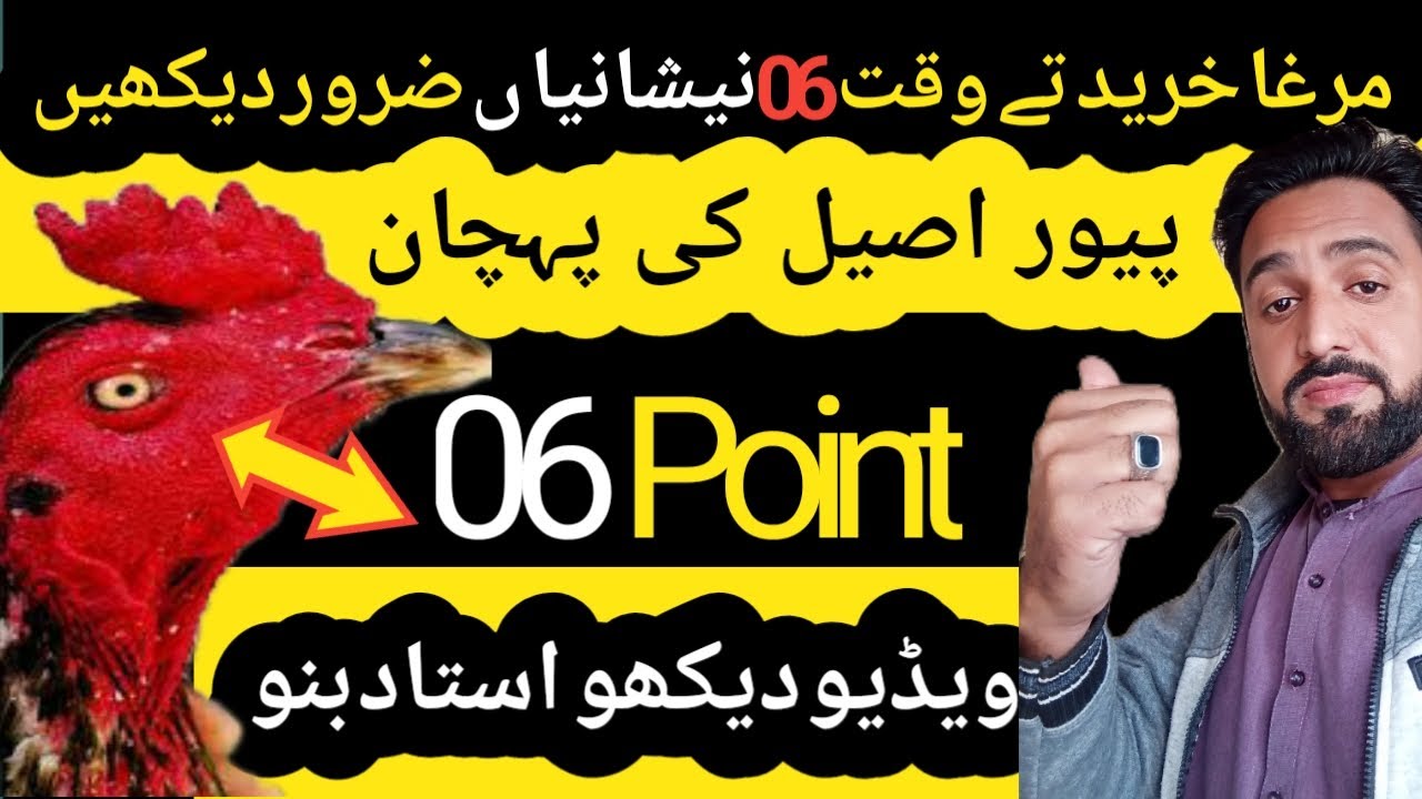 pure aseel murga ki Pehchan|aseel murga ki nishanian