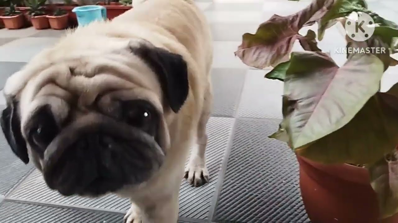 గేదెలు చాలా వచ్చాయి మా ఇంటికి మా మమ్మీ వేసిన మొక్కల్ని తినేస్తున్నాయి #Bosco #tha #Pug #dog 🐕