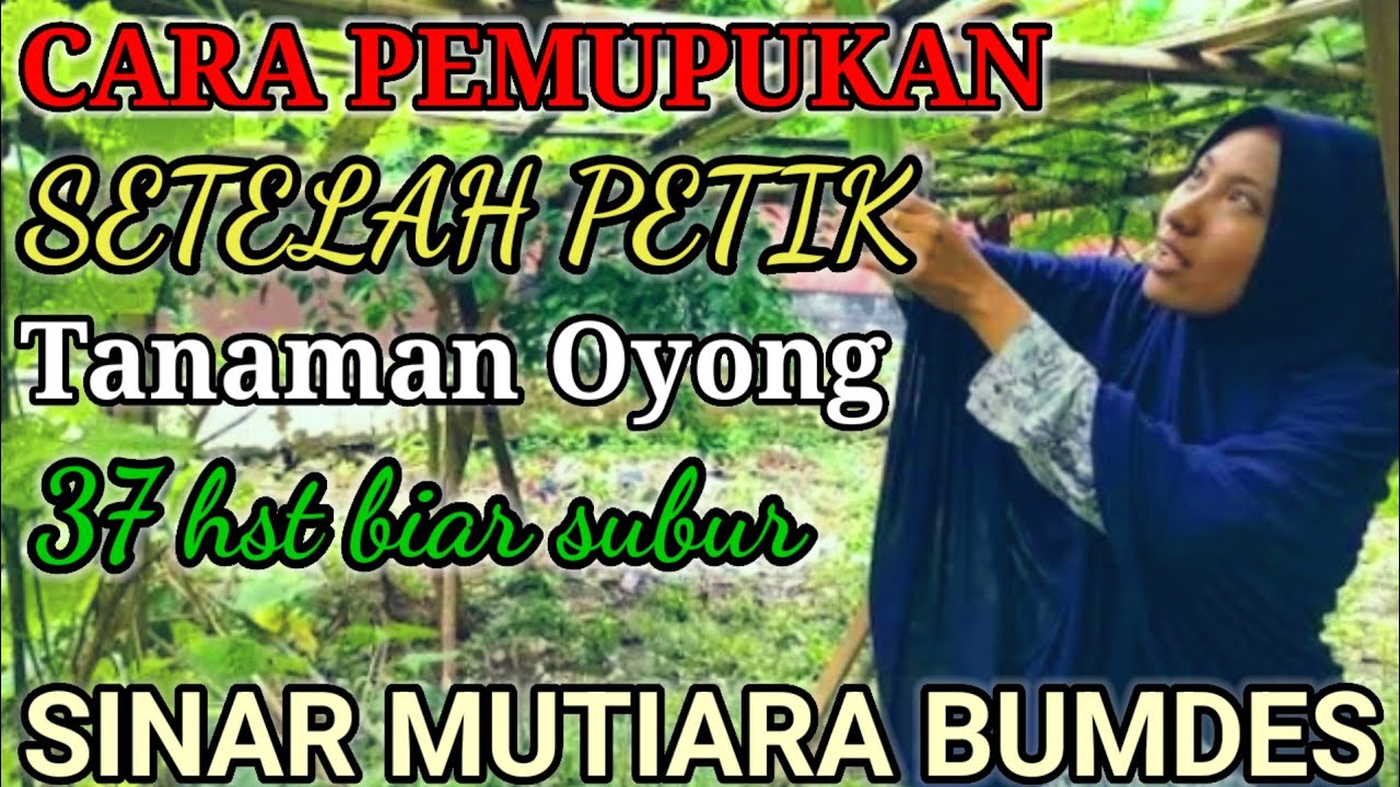 CARA PEMUPUKAN PADA TANAMAN OYONG SEBELUM PANEN PERTAMA BIAR TANAMANYA BAGUS