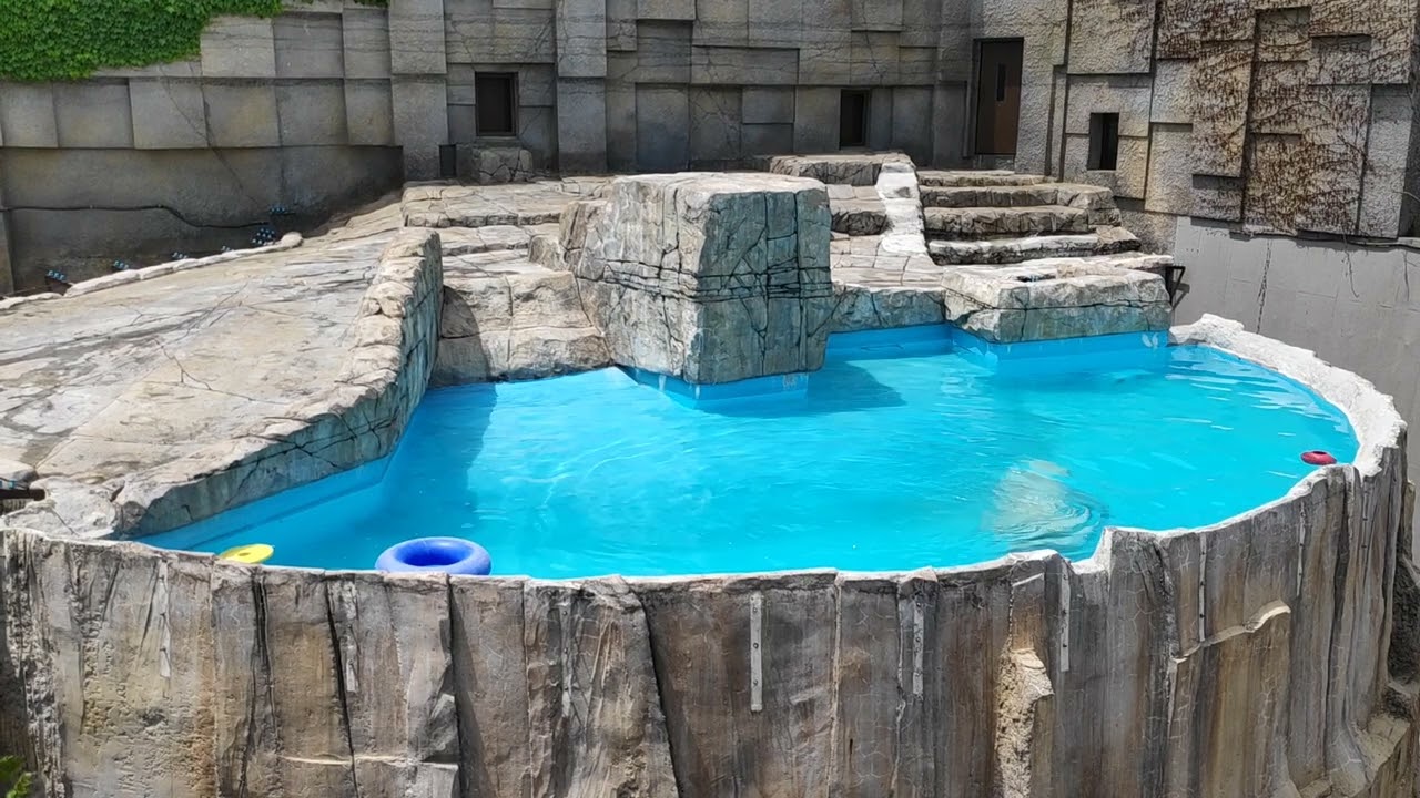 Swimming Polar Bear at Sapporo City Maruyama Zoo, Hokkaido, Japan 2019