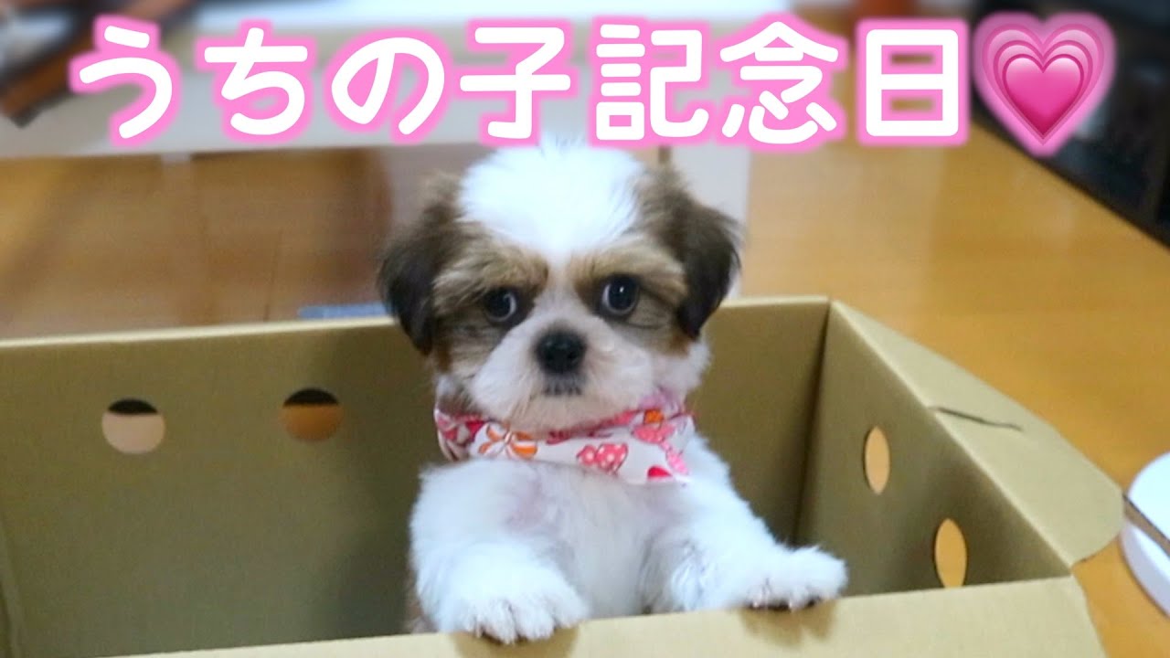 【シーズー】本日9月2日は、ななちゃんが家族になった日💗