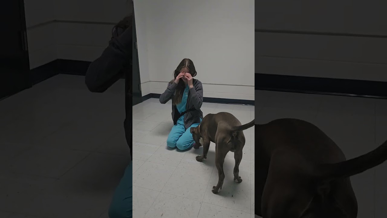 Blue handling