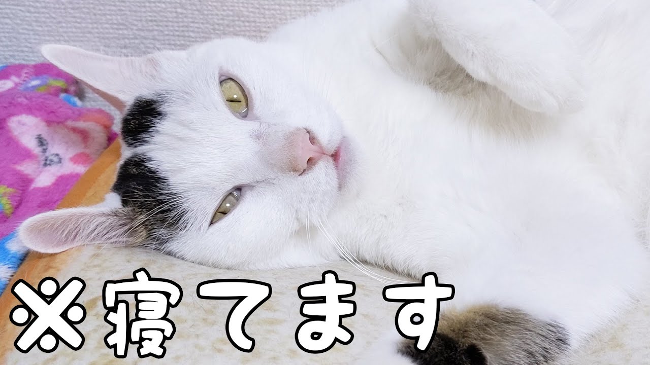 目をガッツリ開けたまま爆睡する猫チロさん…