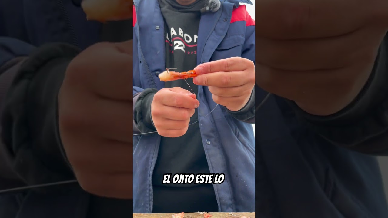 C&oacute;mo encarnar un camar&oacute;n #fishing #lineadepesca #pesca #pescasub