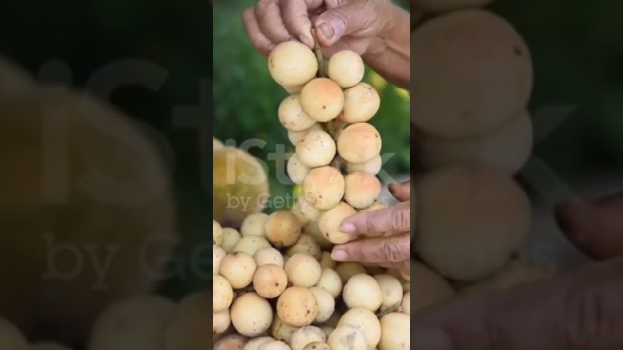 #Langsat fruit from Asia.  apart of the rare fruit collectors,   knowledge and health benefits &hearts;