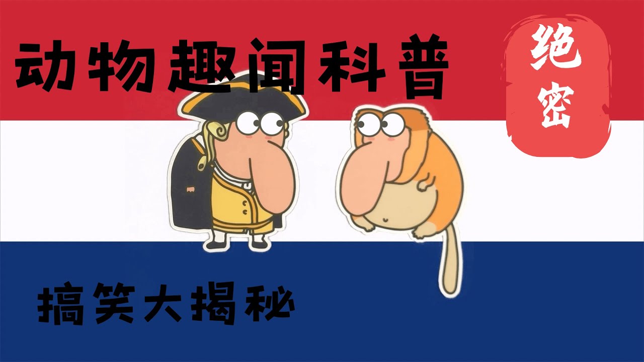 长鼻猴的鼻子是