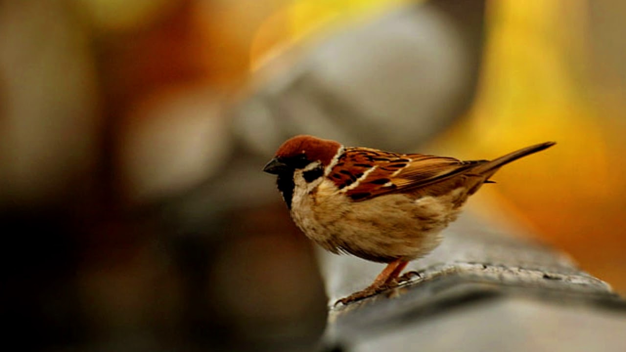 House sparrow call, beautiful house sparrow sound [High definition sparrow chirping]