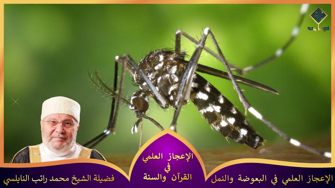 الإعجاز العلمي في البعوضة و النمل لفضيلة الشيخ د.محمد راتب النابلسي
