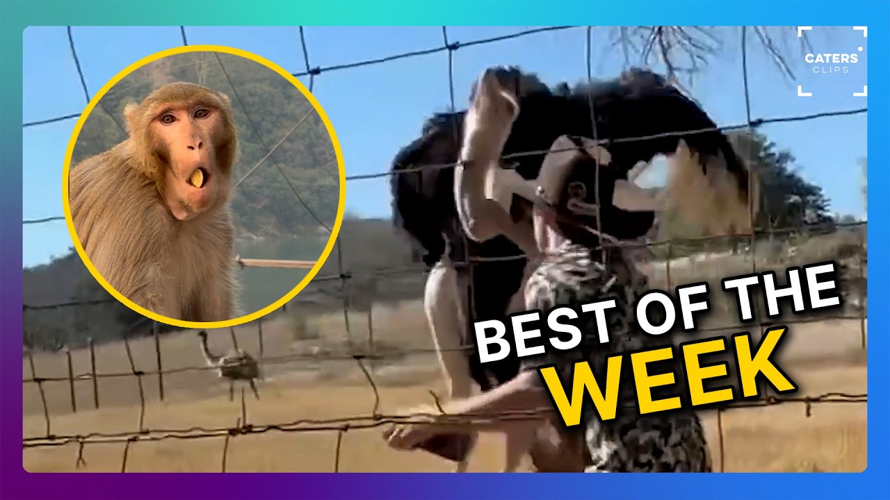 De beste video's van deze week