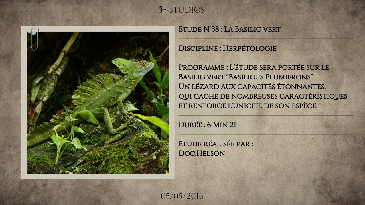 LE BASILIC VERT - BASILISCUS PLUMIFRONS - Basilic à plumes.