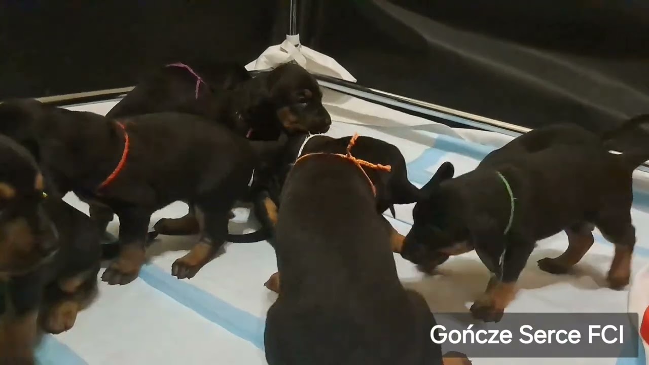 Gończy Polski i szczeniaki - 26. dzień życia - Polish Hunting Dog and puppies - 26 days old