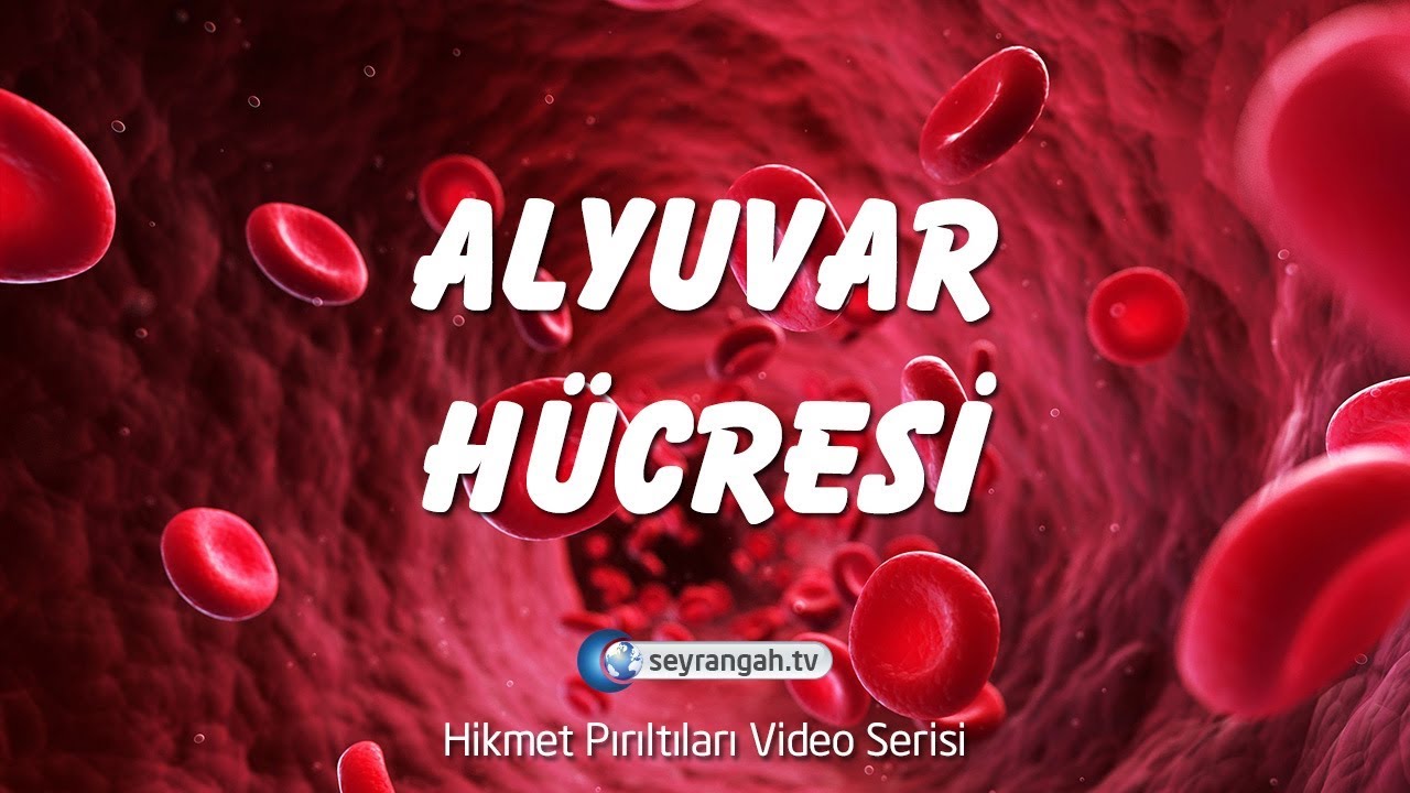 Alyuvar h&uuml;cresi ᴴᴰ