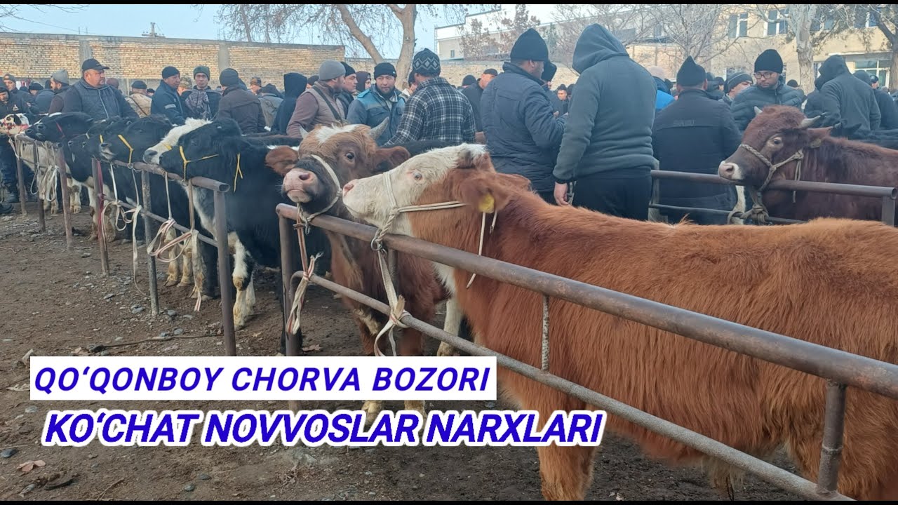 FARG'ONA VILOYATI UCHKO‘PRIK TUMANI QO‘QONBOY CHORVA BOZORI ZO‘R BO‘LDI BUGUN 07.02.2026 💯🔥🫵🫡👍