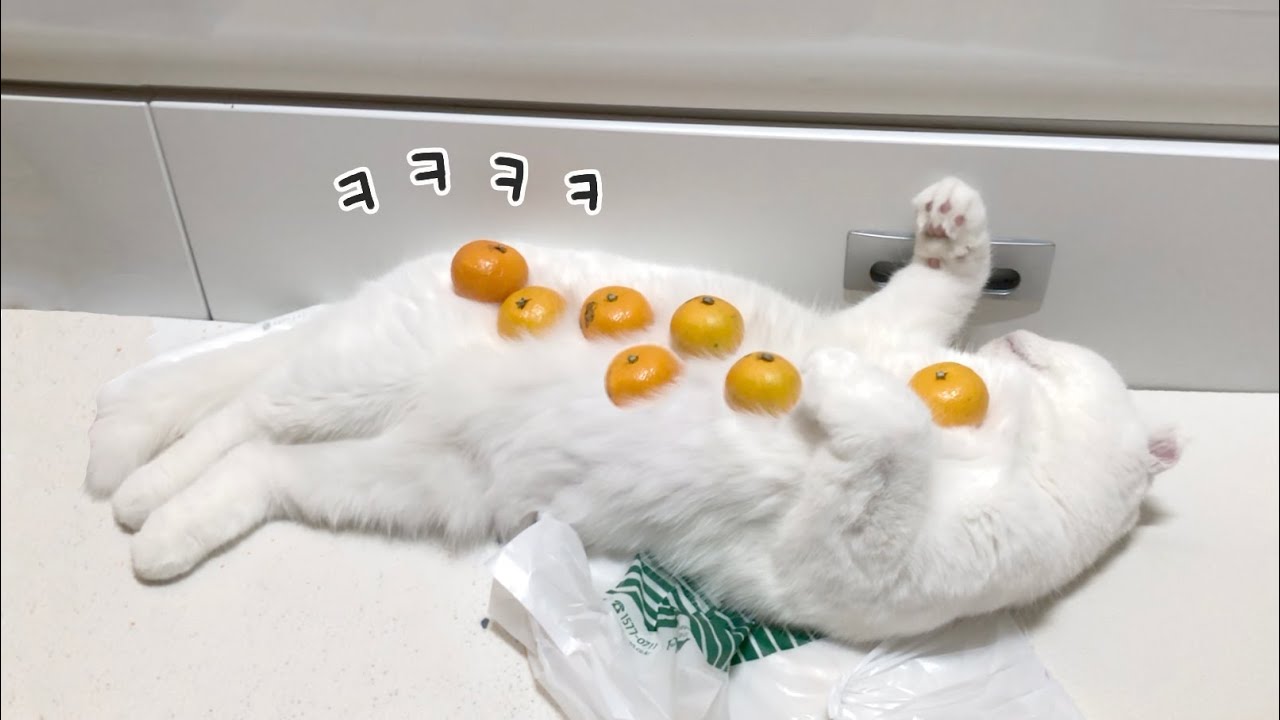 고양이 위에 귤 올리기 챌린지ㅋㅋㅋ