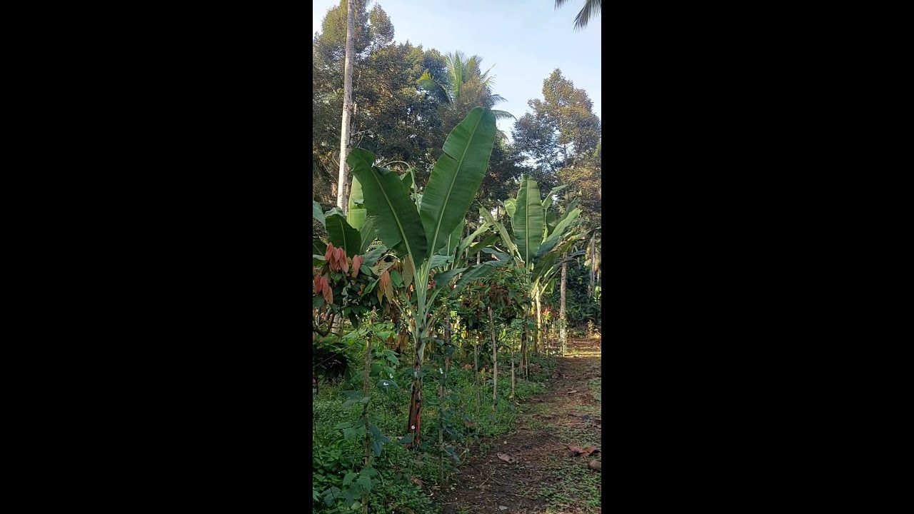 2026 update sa ating mini farm. #fypシ #highlights #farming #davaocity