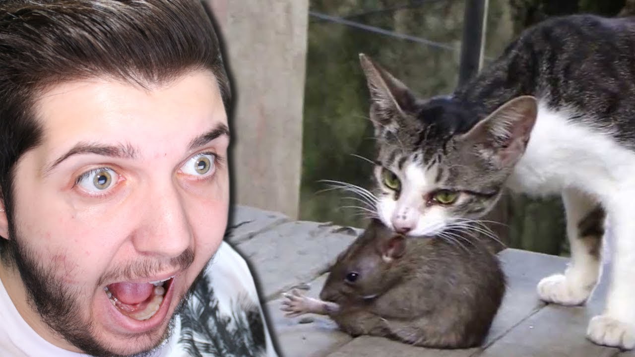 KEDİ VS FARE!! (Türk Yapımı)