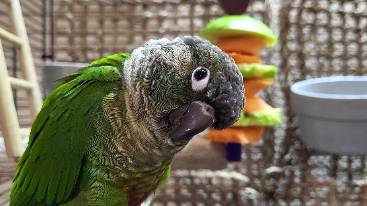 conure parakeet sounds for relaxation