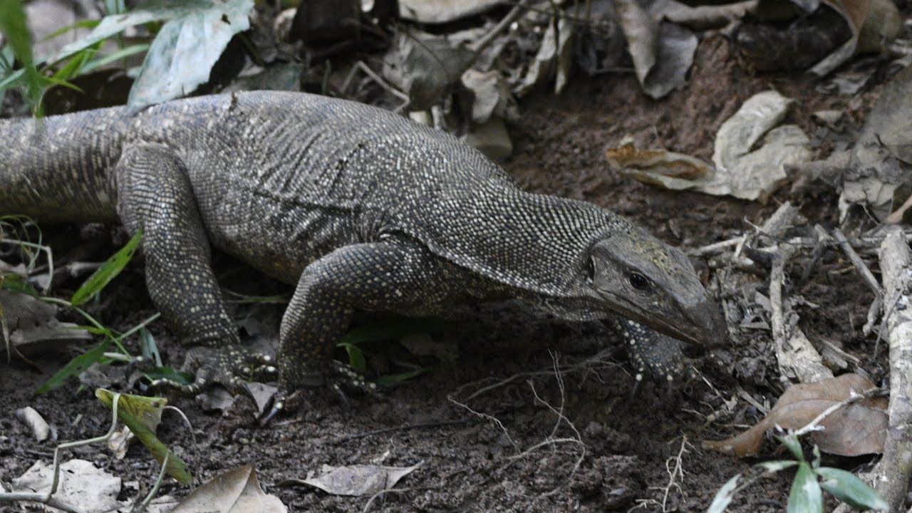 Clouded Monitor Lizard digging through the leafs on the hunt for small snacks. Wildlife of Singapore