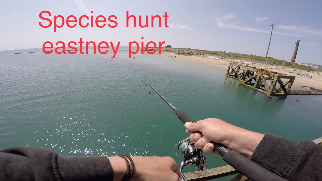 Carp are spawning so Species hunt Eastney pier Portsmouth it is, 4 species 8 fish, bass?