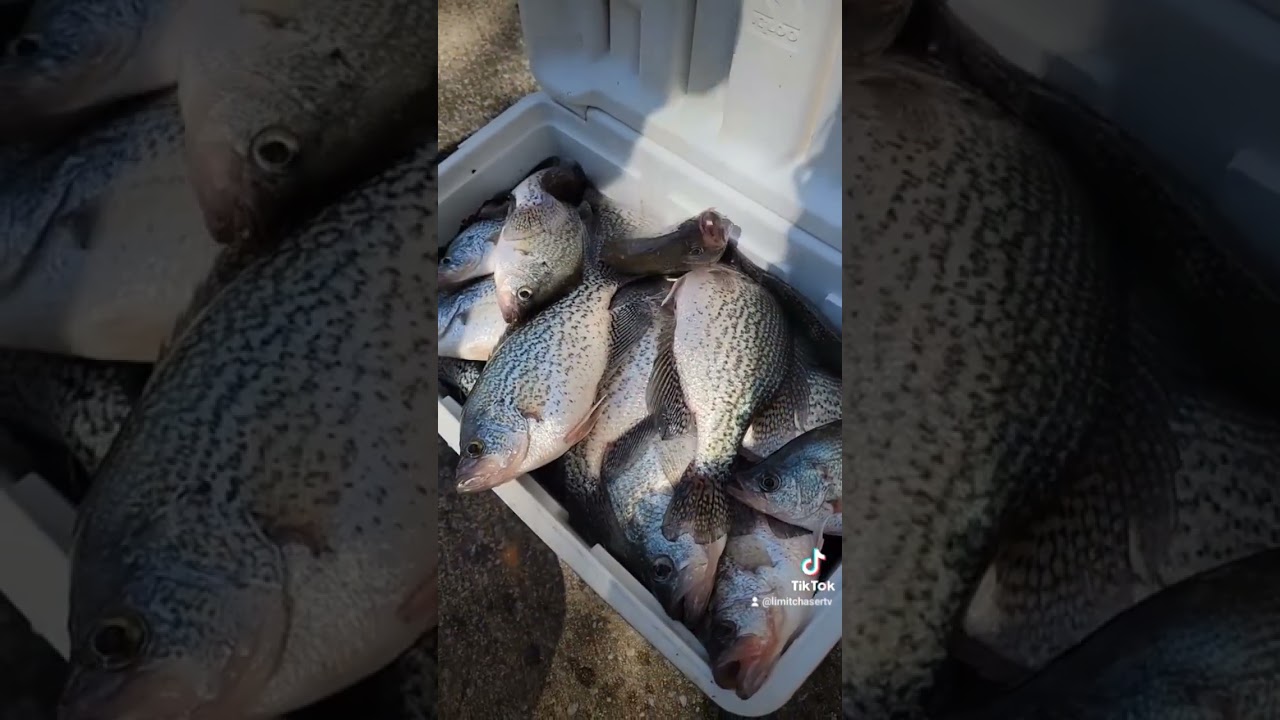 #crappie #fishing #mrcrappie #fish #blackcrappie #AlabamaBigBacks #Limitchaser #LimitchaserTV
