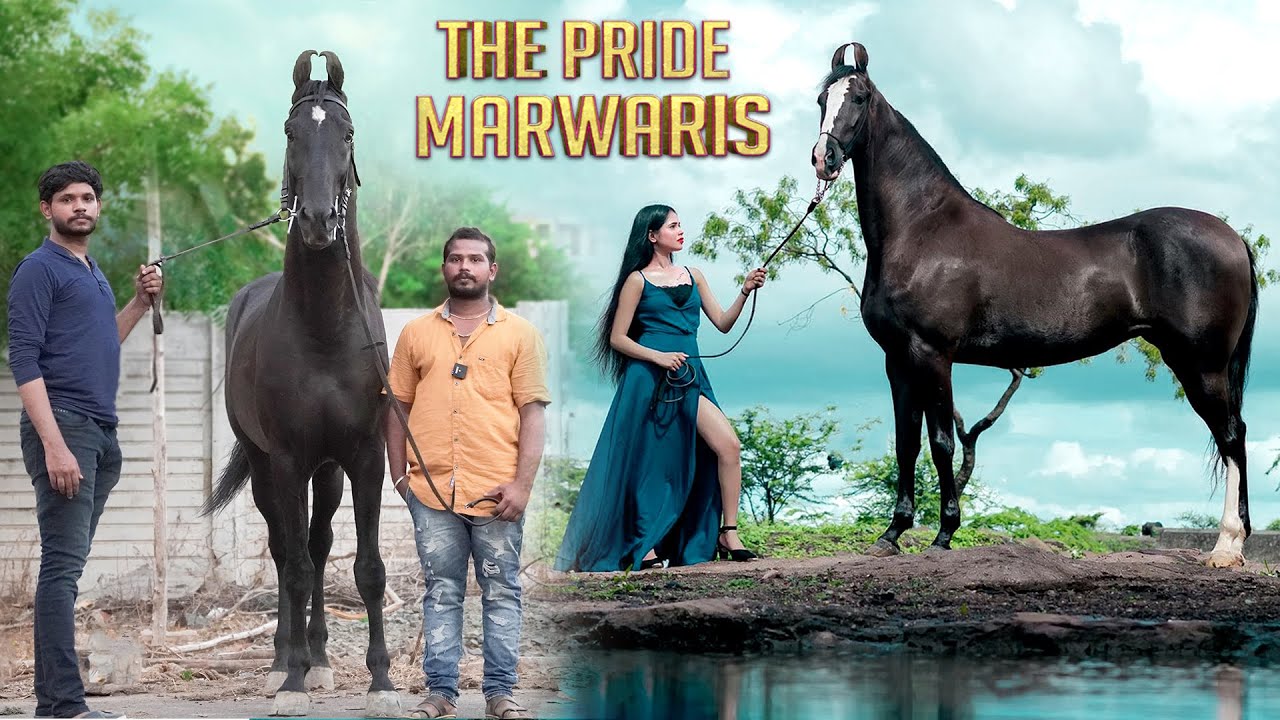 30லட்சம் முதல் 1கோடி வரை விலை போகும் மார்வாரி குதிரைகள் Marwari horse stable in trichy RVR studs
