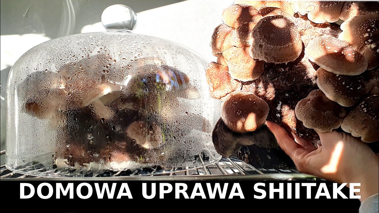 Jak uprawiać grzyby Shiitake w domu Jak mieć duży plon Uprawa twardziaka na kostce #grzyby shii-take