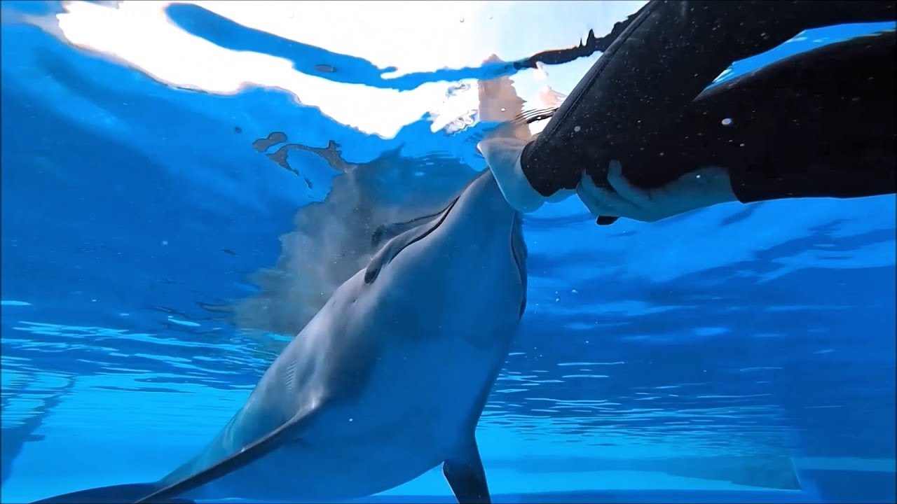 Dolphin Therapy Land - Kemer