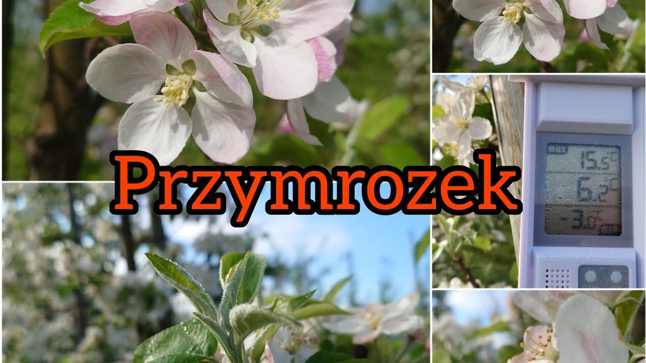 Z Sadu 17 Kwietnia 2024. Pełnia kwitnienia i przymrozek