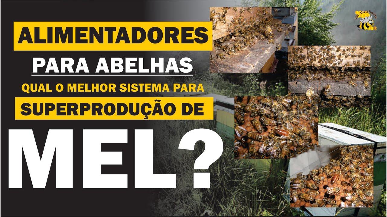 🎥 Alimentadores para Abelhas – Como Escolher o Melhor Sistema para o Seu Apiário? 🐝