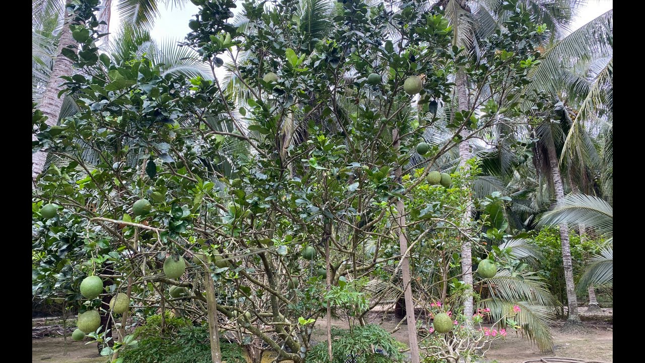 Vườn Bưởi Bến Tre