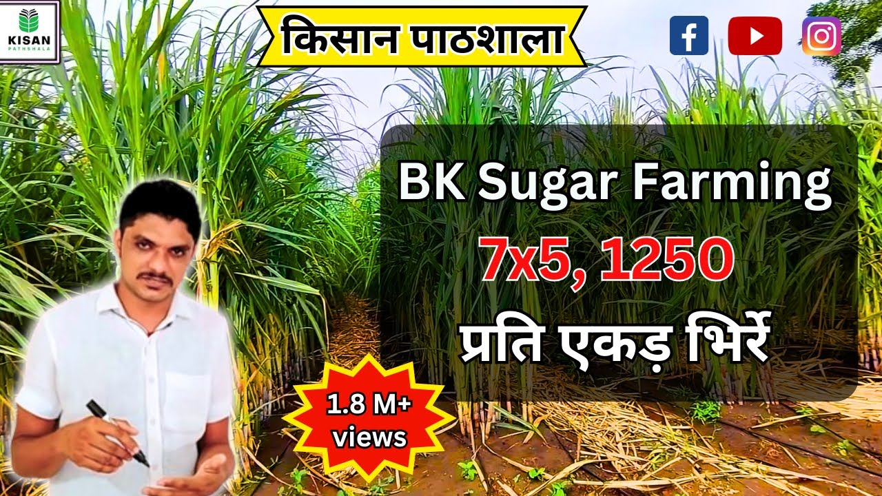 2266-R&D BK Sugar Plant Farming गन्ना पोध खेती 7x5, 1250 प्रति एकड़ भिर्रे 8966838222 किसानपाठशाला