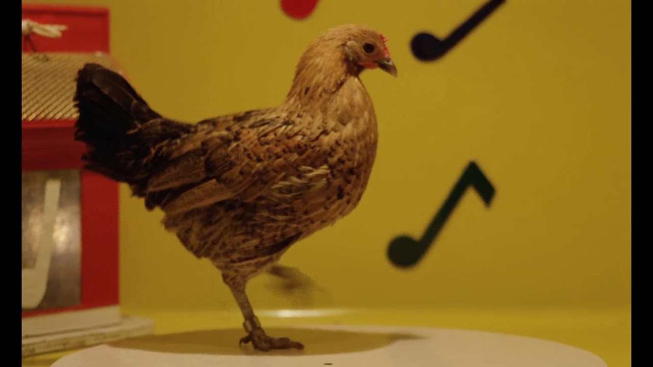 Dancing Chicken HD 60fps scene from Stroszek by Werner Herzog