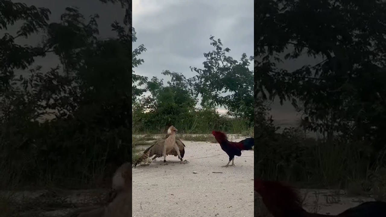eagle vs cock #shorts #youtubeshorts