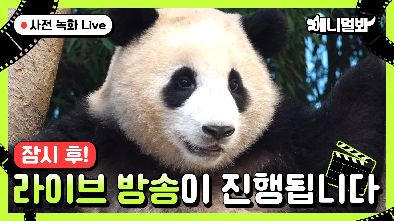 [푸바오 LIVE] 잠자기 전에 보는 푸바오와의 마지막 만남, 따끈따끈한 마지막날 푸바오모습 같이 봐요