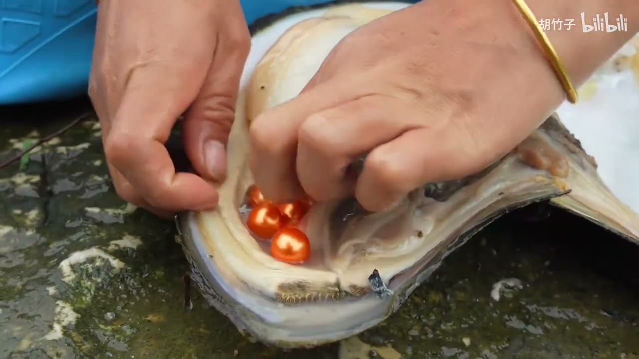 Wow, wow, girl found a giant clam in the river