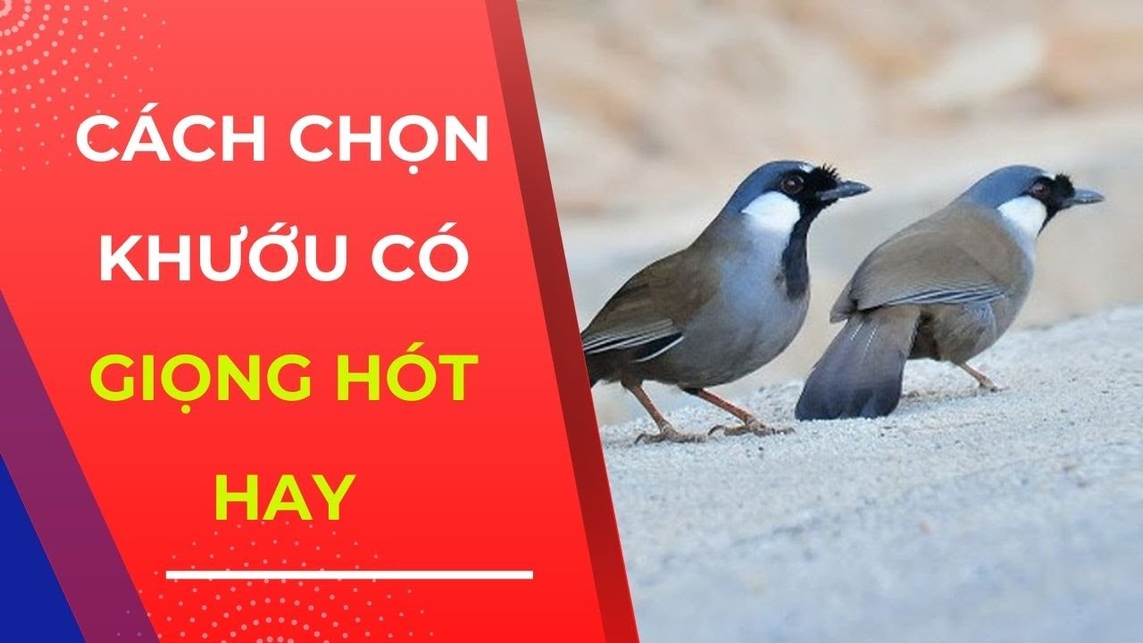 Cách chọn khướu có giọng hót hay