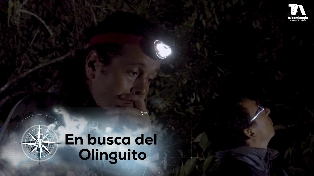 Expedicion Antioquia, En busca del Olinguito - Teleantioquia