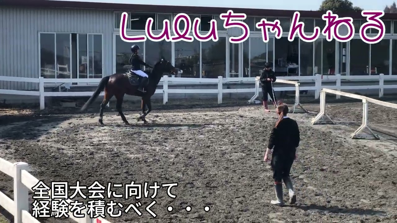 （障害馬術）Lalaの 東関東馬術大会 2026 #引退競走馬 #馬 #障害馬術