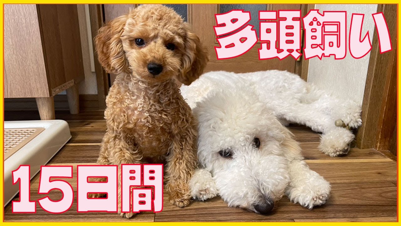 【記録映像】スタンダード・プードルとトイ・プードル、上下関係ができるまでの15日【多頭飼い】