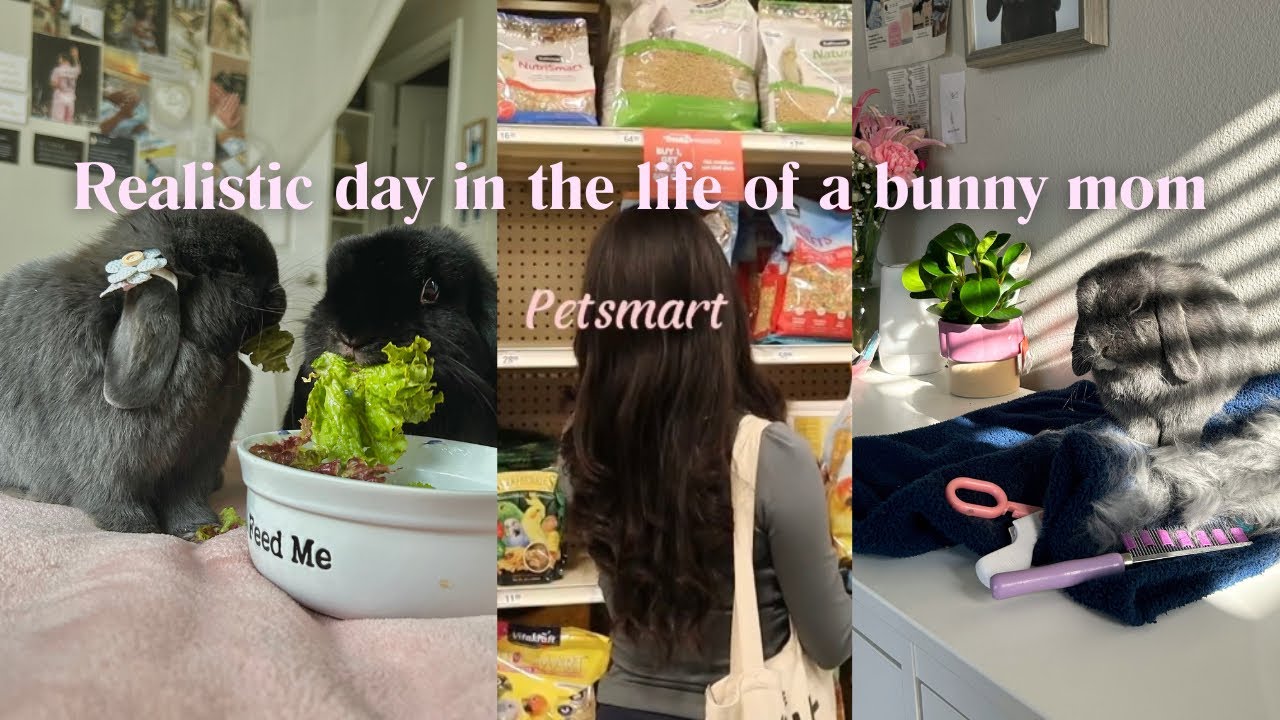 Realistic day in the life of a bunny mom 🐰