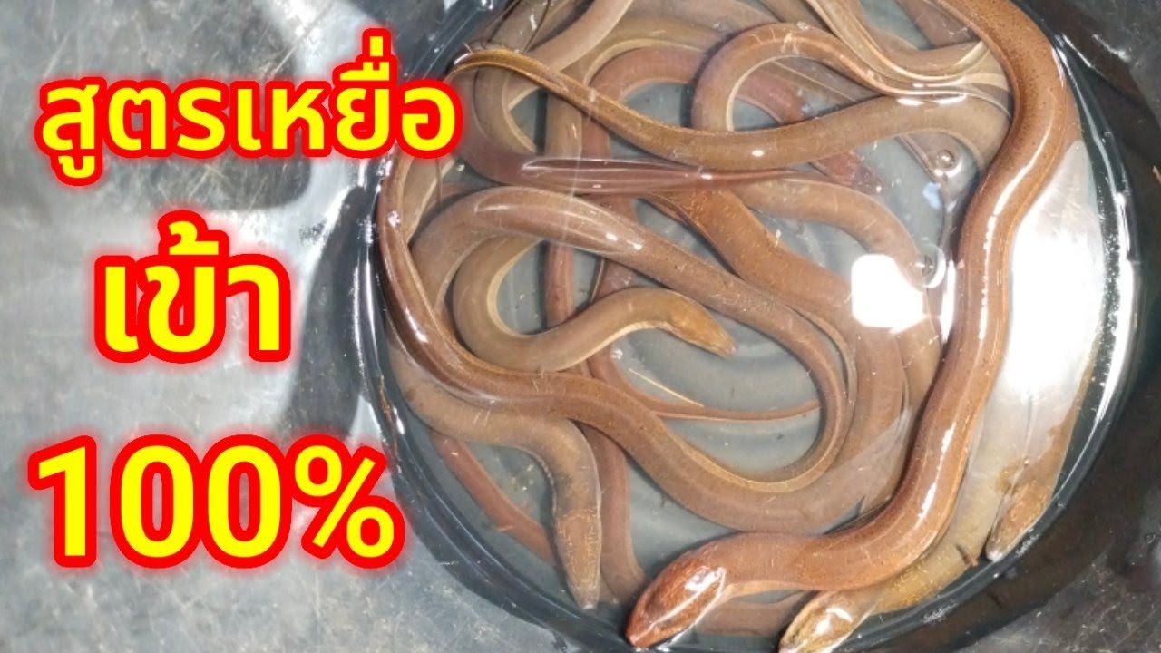 ดักปลาไหล เหยื่อปลาไหล ใส่ตุ้มปลาไหล หาปลาไหล เหยื่อดักปลาไหล สูตรเหยื่อปลาหล ตุ้มดักปลาไหล