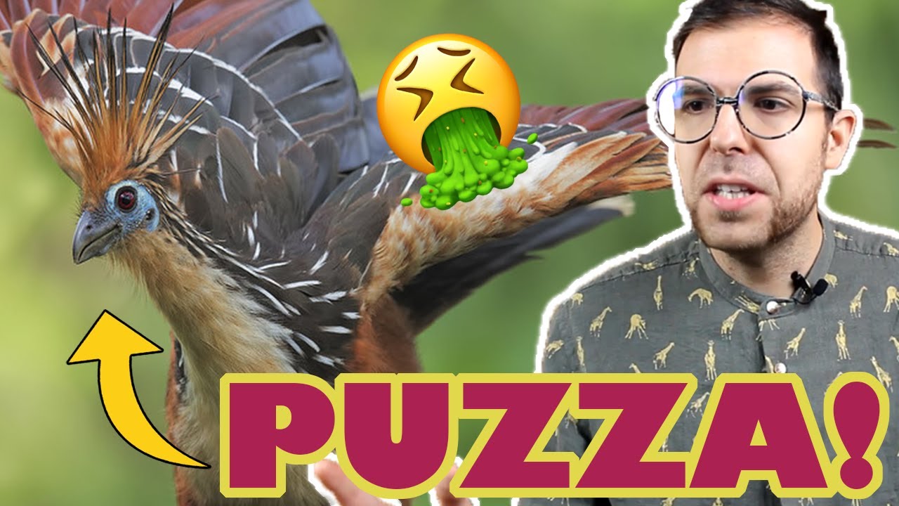 Hoatzin: l'uccello PUZZOLENTE