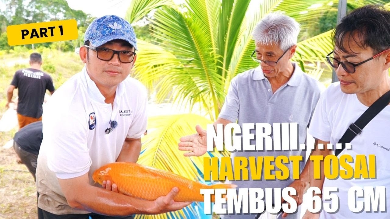 HARVEST SUPER TATEGOI KARASHI DI MAJESTIC KOI FARM
