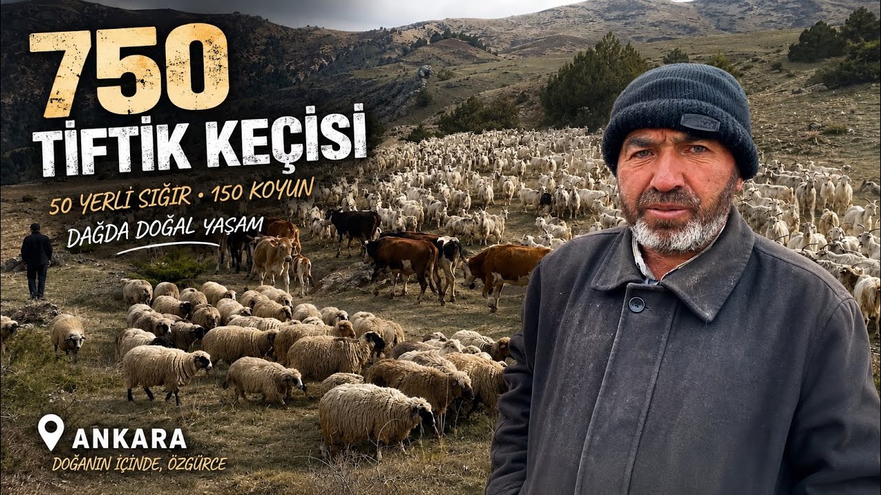 700 TİFTİK KEÇİ, 50 YERLİ SIĞIR Ve 150 KOYUN DAĞDA BERABER OTLUYOR | BELGESEL #belgesel