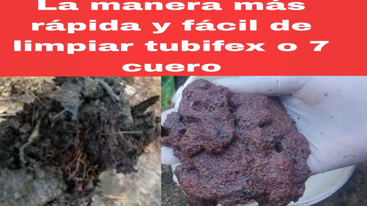Ver para creer, como limpiar una cubeta de tubifex con 2 galones de agua #EnrriqueBettasTV#
