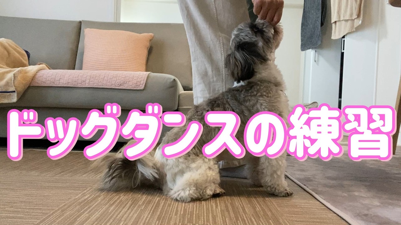 ドッグダンスの練習～シーズー犬もちおの日々。。。#癒し#シーズー＃可愛い