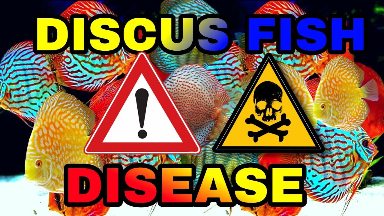 Discus Fish DISEASE Symptoms - Treatment - Prevention - Causes EVERYTHING YOU SHOULD KNOW !!!