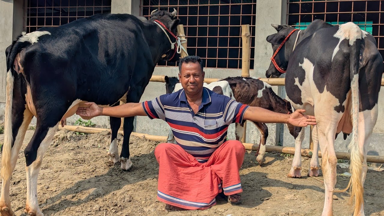ঈদ উপলক্ষে একদম পানির দামে বাচ্চা সহ রানিং ১৫ লিটার দুধের গাভী কিনুন।। 