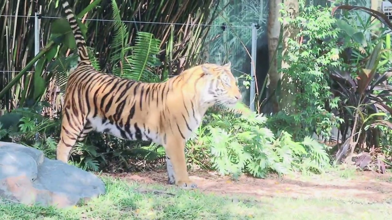 Active Tiger at dreamworld