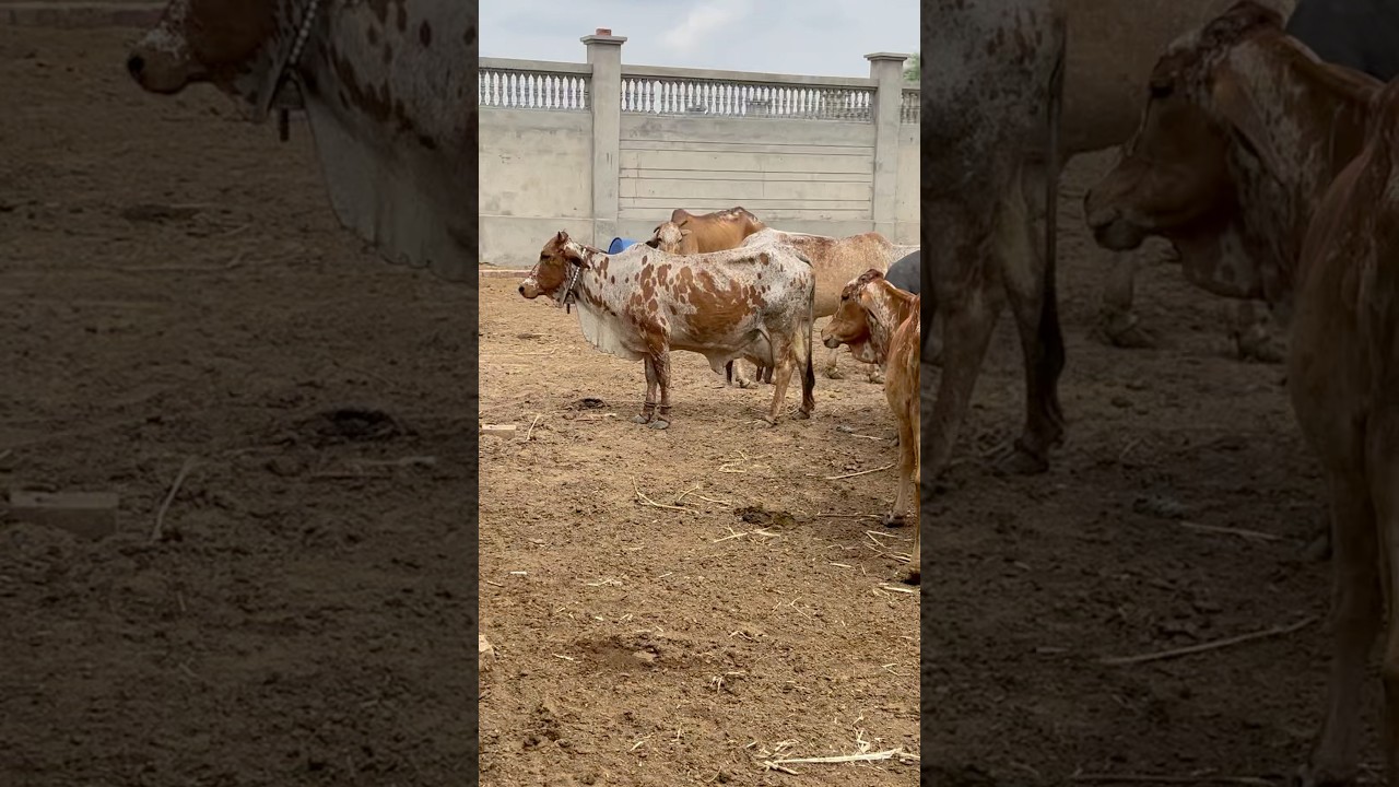 #youtube#trending#shorts #cholistanicowbreed #cholistani #cow #youtube #kamran village vibes dilbarb